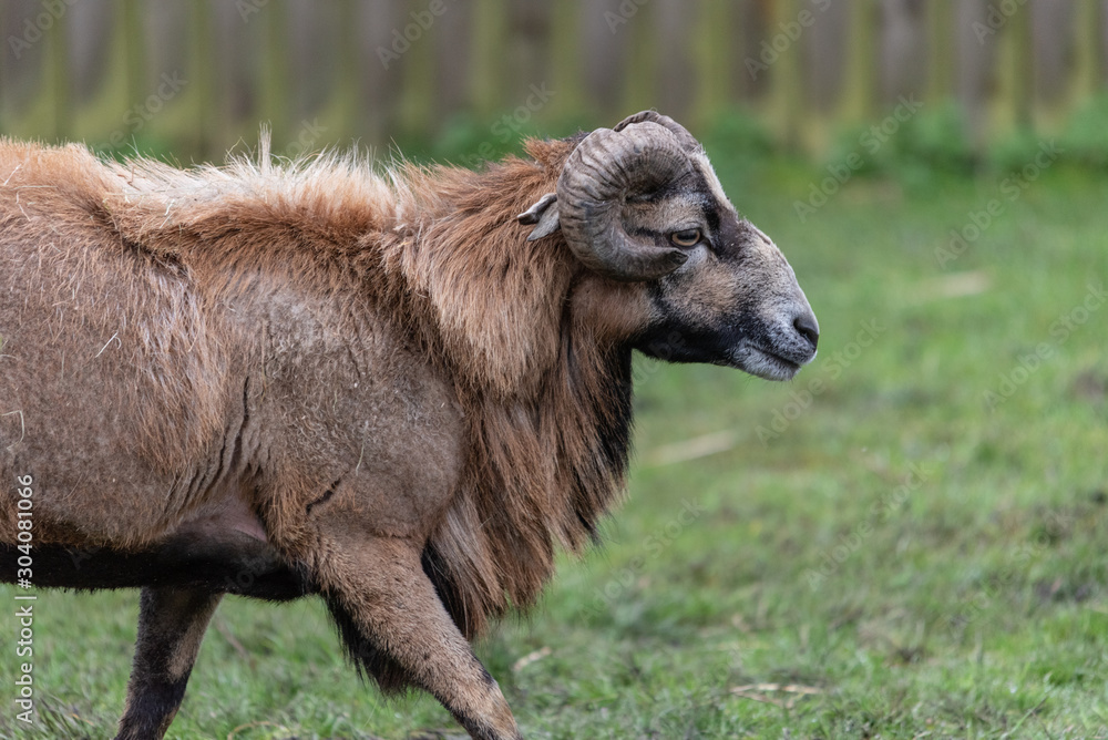 Cameroon Sheep Side Profile Cameroon Sheep Side Profile