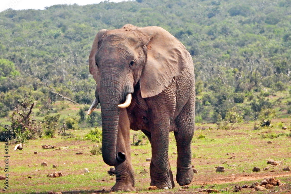 Obraz premium Elephant in Addo Elephant NP