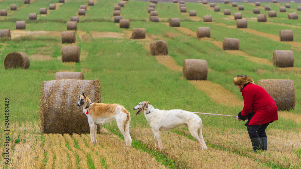 Fototapeta premium Two greyhounds standing near haystack in the autumn field.