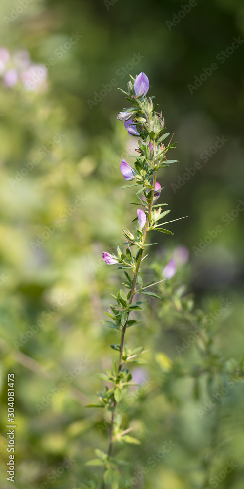 spiny restharrow (Ononis spinosa) a plant of traditional russian herbal medicine used as an anodyne, antiphlogistic, aperient, coagulant and diuretic