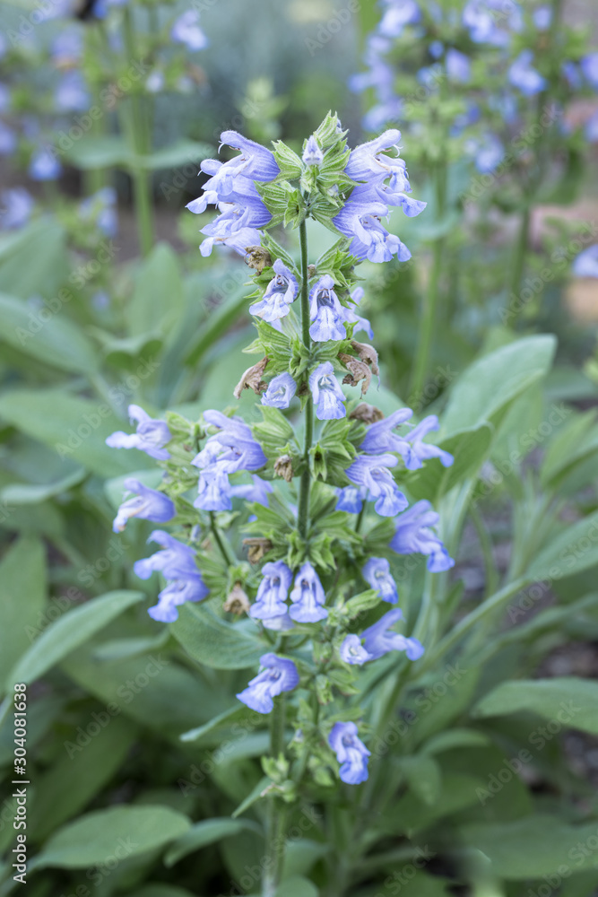 Close-up of blue flowering common garden sage (Salvia officinalis) with many blossoms in the foreground and background outdoors in the garden