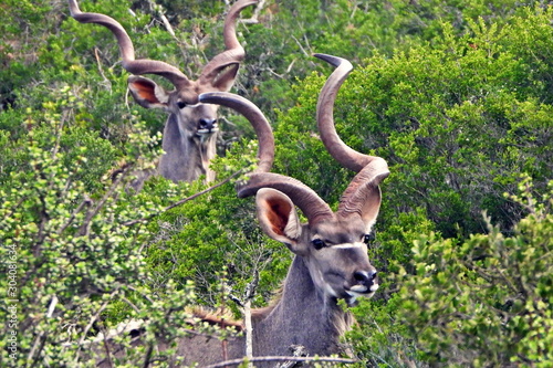 Kudu bulls in Addo Elephant NP