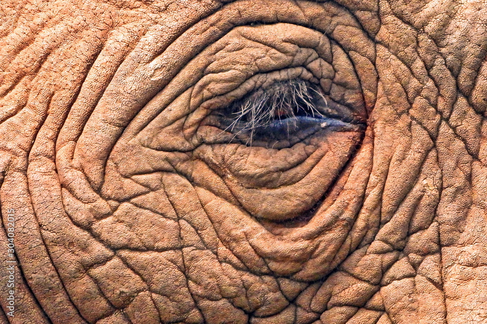 Elephant eye