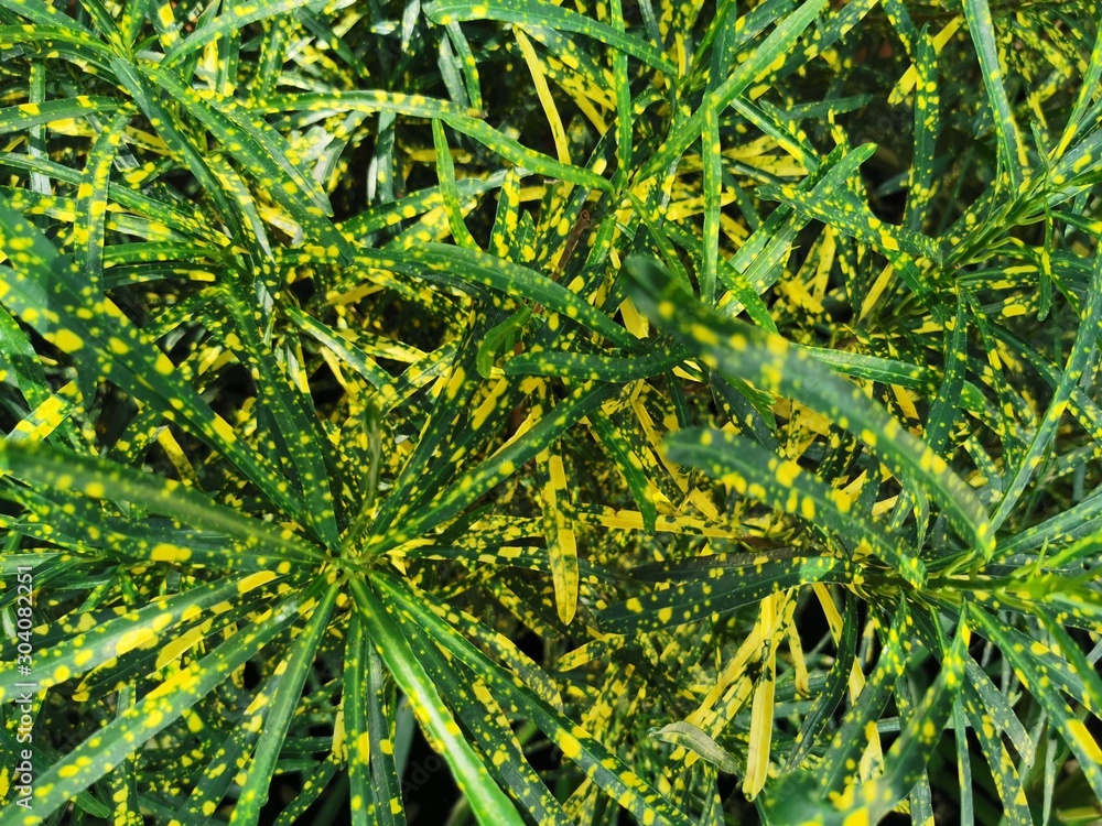 Fototapeta premium green leaves of a tree