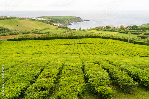 Fototapeta Naklejka Na Ścianę i Meble -  Green Tea Plantations against Atlantic Ocean on Sao Miguel Island, Azores Islands, Portugal