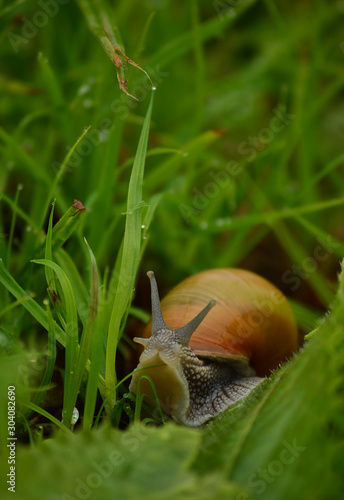 Snail, snail put out your horns ...