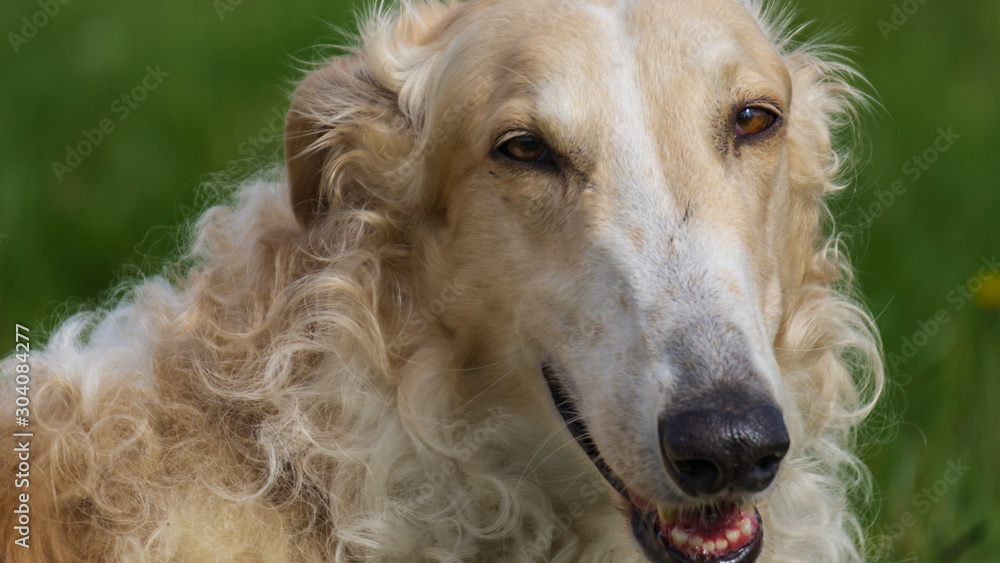 Portrait of russian borzoi dog on a green and yellow field background. Greyhound. Portrait of russian borzoi dog on a green and yellow field background. Greyhound.