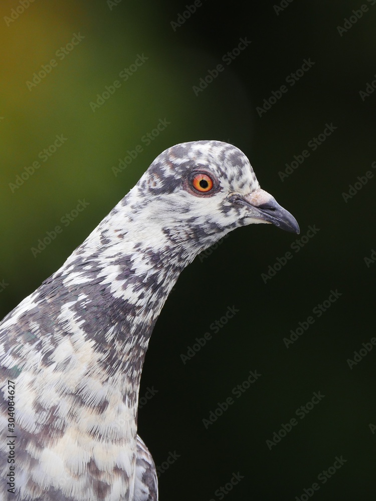 Curious pigeon bending head forward Curious pigeon bending head forward