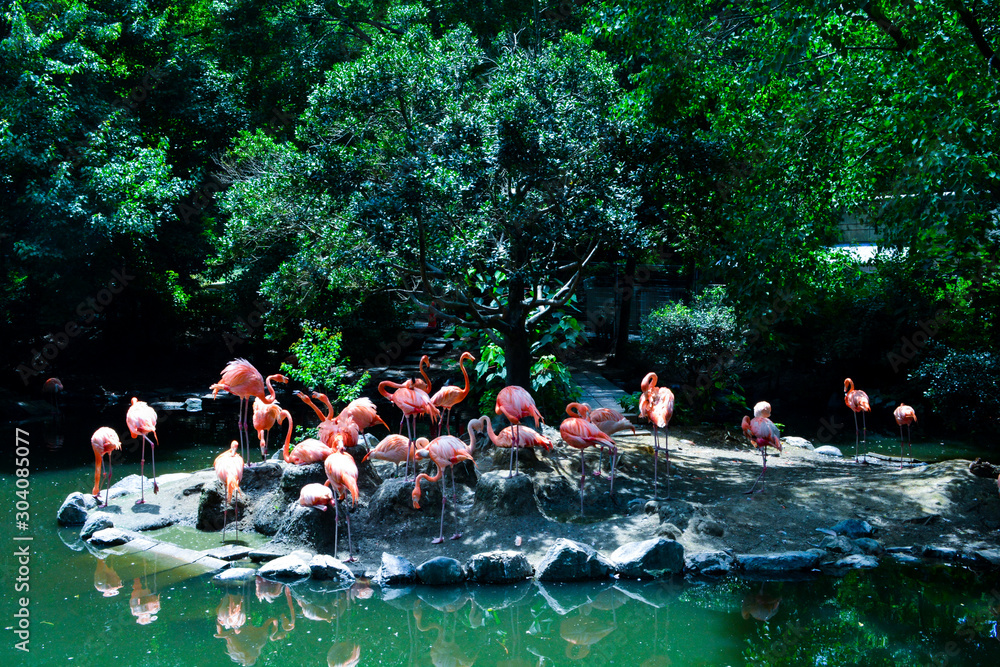 Obraz premium フラミンゴ