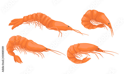 Set of fresh realistic shrimp. Vector illustration.