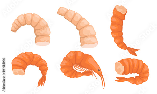 Set of boiled shrimp. Vector illustration on a white background.