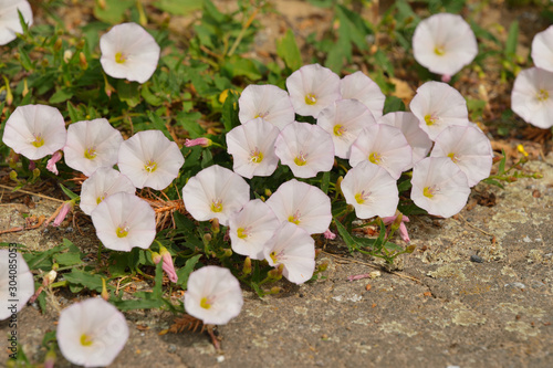 Acker-Winde (Convolvulus arvensis) photo