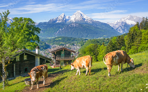 Beautiful panoramic view of idyllic alpine scenery with traditional mountain chalets and cows grazing on green meadows on a beautiful sunny day with blue sky and clouds in springtime, Bavaria, Germany photo