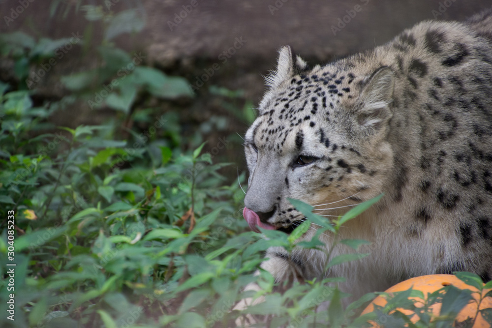 Obraz premium 雪豹の子供