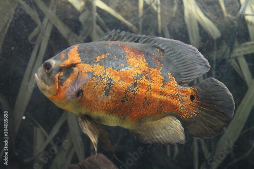Ryba tropikalna tropical fish orange 