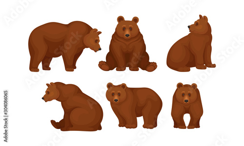 Brown Bears Sitting and Standing Vector Set