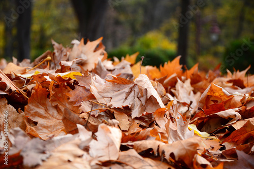 autumn leaves on the ground