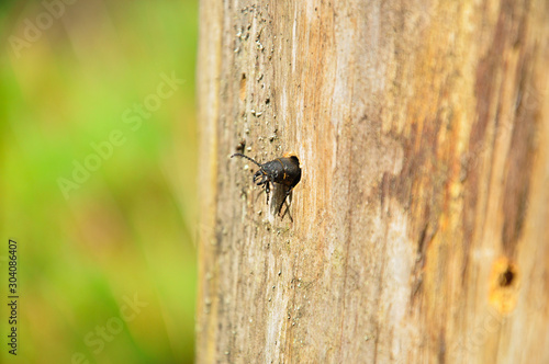 Beetle hide in hollow of a tree. Bug macro photo