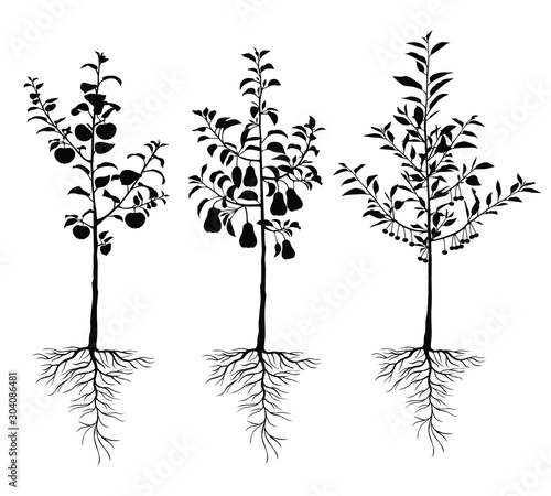 Vector illustrations of silhouette seedling young fruit  trees with roots and fruits set