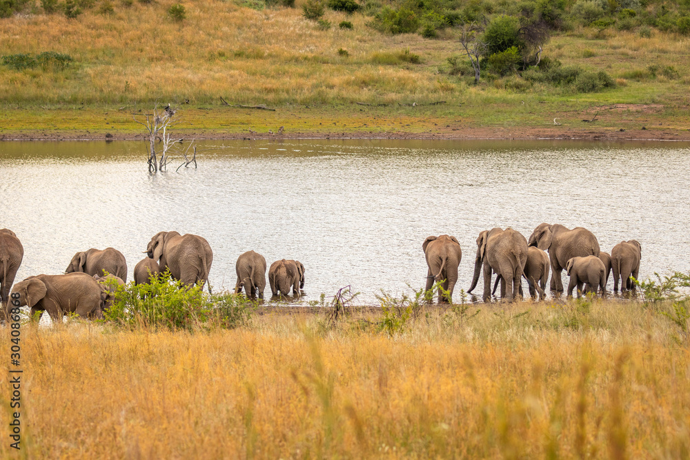 Family of African elephants drinking at a waterhole, Pilanesberg National Park, South Africa. Family of African elephants drinking at a waterhole, Pilanesberg National Park, South Africa.