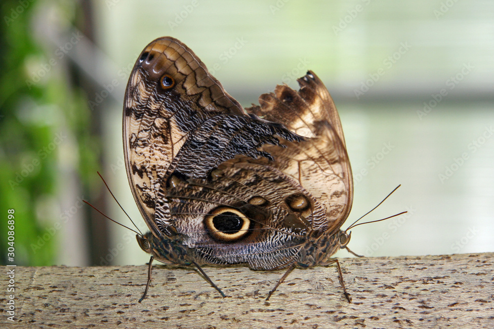 Fototapeta premium Two brown butterflies mating on a log