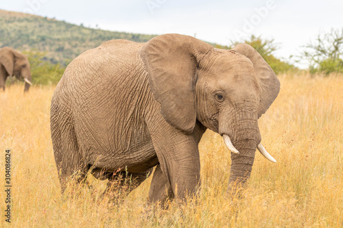Elephant   Loxodonta Africana  walking through the grassland  Pilanesberg National Park  South Africa.