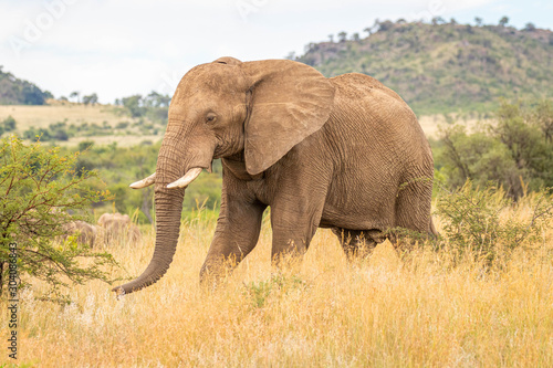 Elephant   Loxodonta Africana  walking through the grassland  Pilanesberg National Park  South Africa.