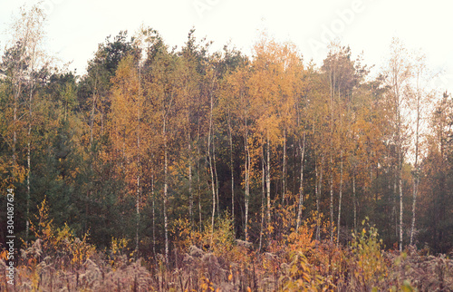 Deciduous forest in autumn. 