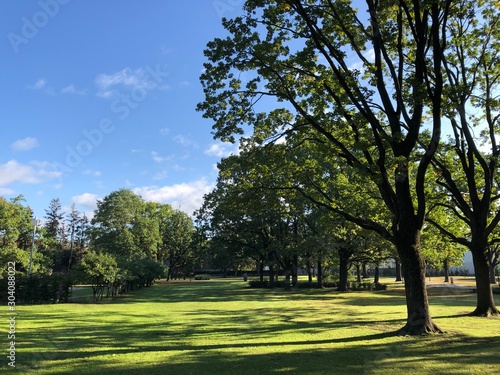 trees in the park