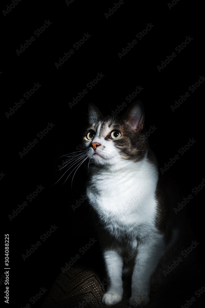 Portrait of a noble cat on a black background. Well maintained pet. Blank for the designer
