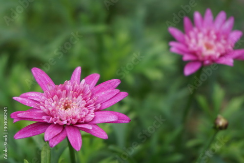 pink flower in garden