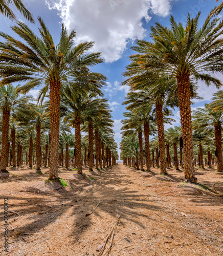 Plantation of date palms. Image depicts advanced tropical and desert agricult...