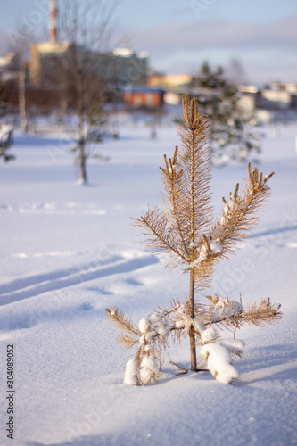 Tree, winter scene. Tree under the winter frost, natural background photos. © Анатолий Савицкий