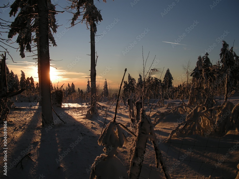 Obraz premium Christmas winter landscape,snowy trees at sunset,fresh powder snow ,trees with rime,mountain forest,forest clearing behind a fence,blue sky in background. .