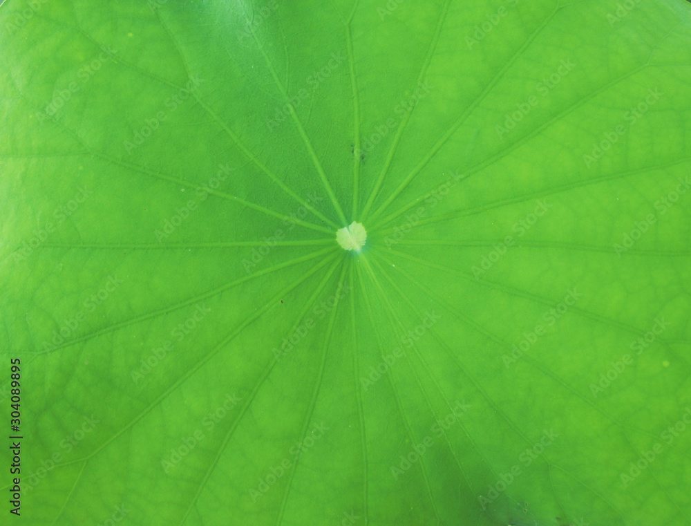 The green leaf lotus The green leaf lotus