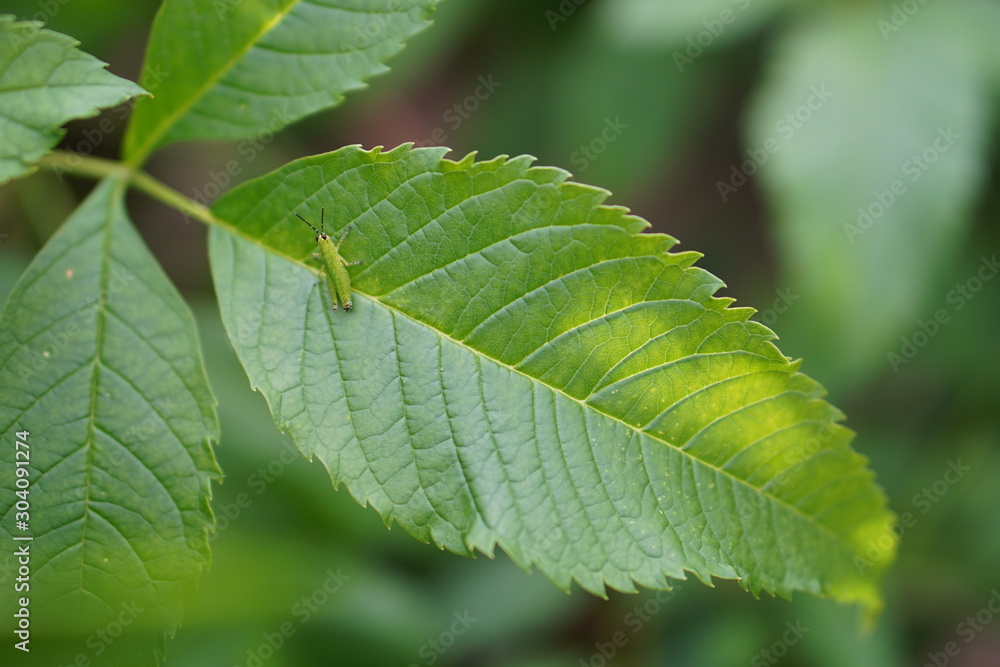 Green leaves and green grasshoppers are swallowed up by the leaves, used as a natural background image. Green leaves and green grasshoppers are swallowed up by the leaves, used as a natural background image.