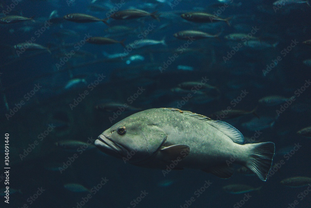 fish in aquarium fish in aquarium