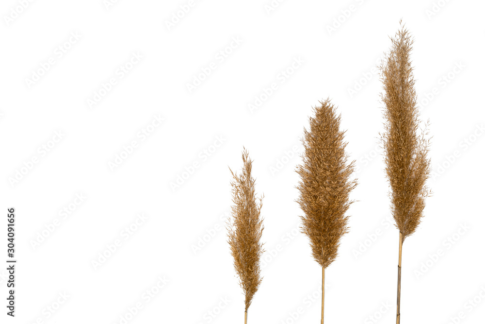 Yellow spikelet on white background. Isolated image Yellow spikelet on white background. Isolated image