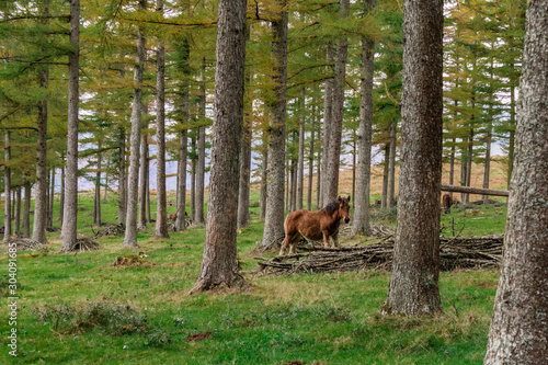 wild horses grazing in a green meadow  in the Basque country