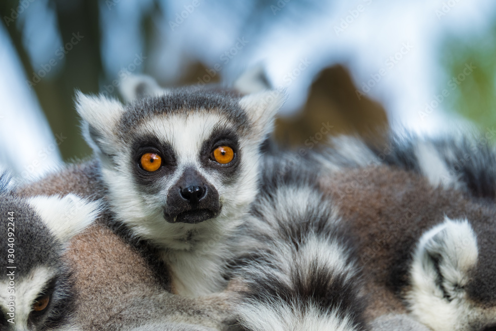 Fototapeta premium Madagascar lemur close-up