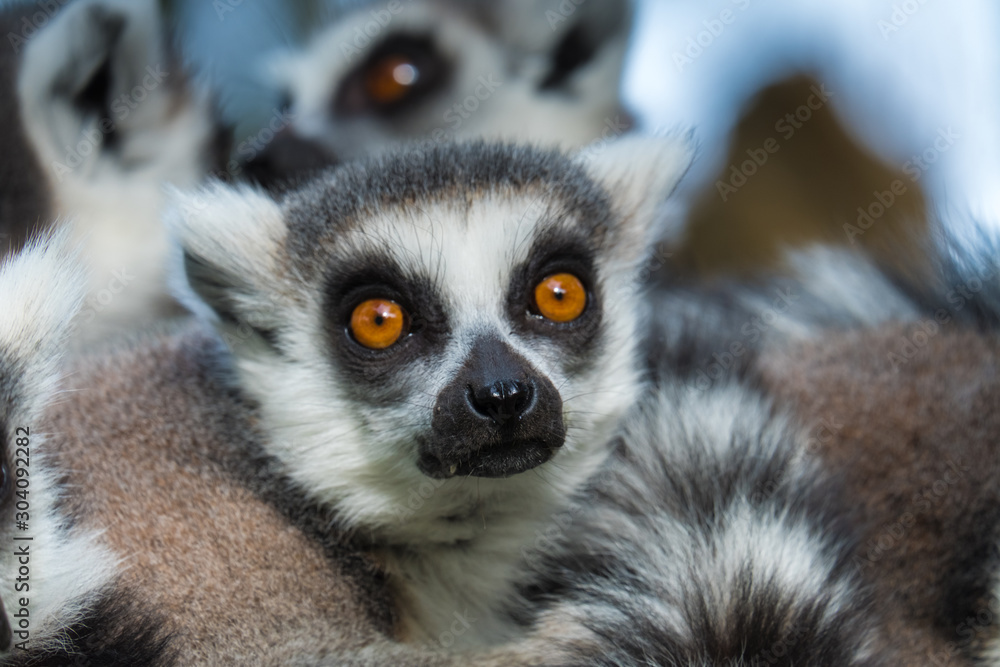 Fototapeta premium Madagascar lemur close-up (Lemur catta)