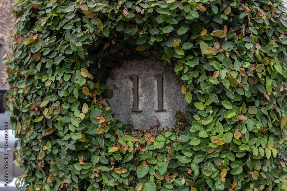 number eleven in ivy