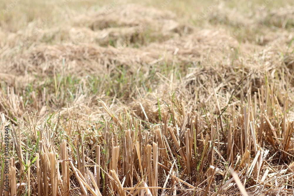 The rice fields that are finished harvesting The rice fields that are finished harvesting