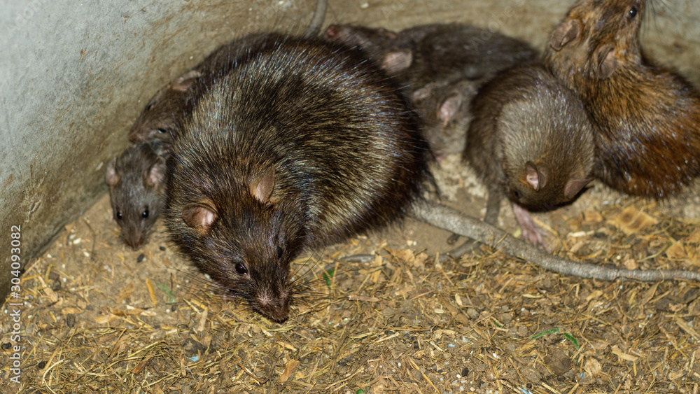 Wild or field rats is the language that Thailand people call Which be used to make food, And now this type of rat is difficult to find, People therefore to spread a breed this type is a career Wild or field rats is the language that Thailand people call Which be used to make food, And now this type of rat is difficult to find, People therefore to spread a breed this type is a career