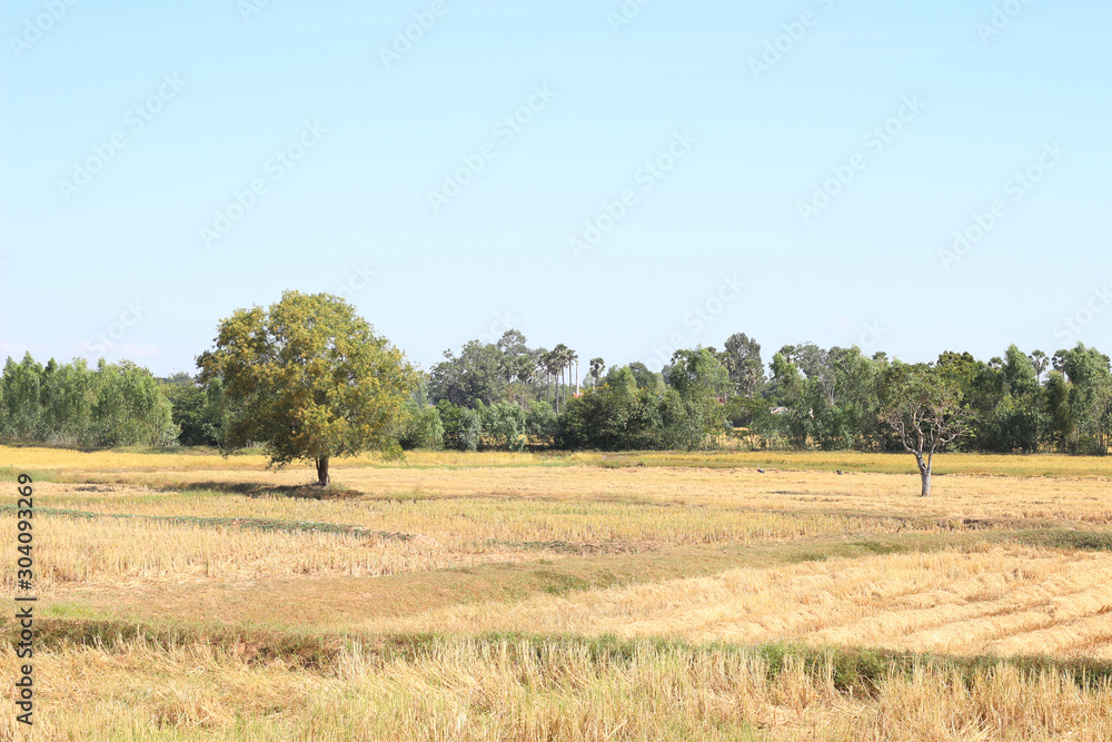 The rice fields that are finished harvesting The rice fields that are finished harvesting