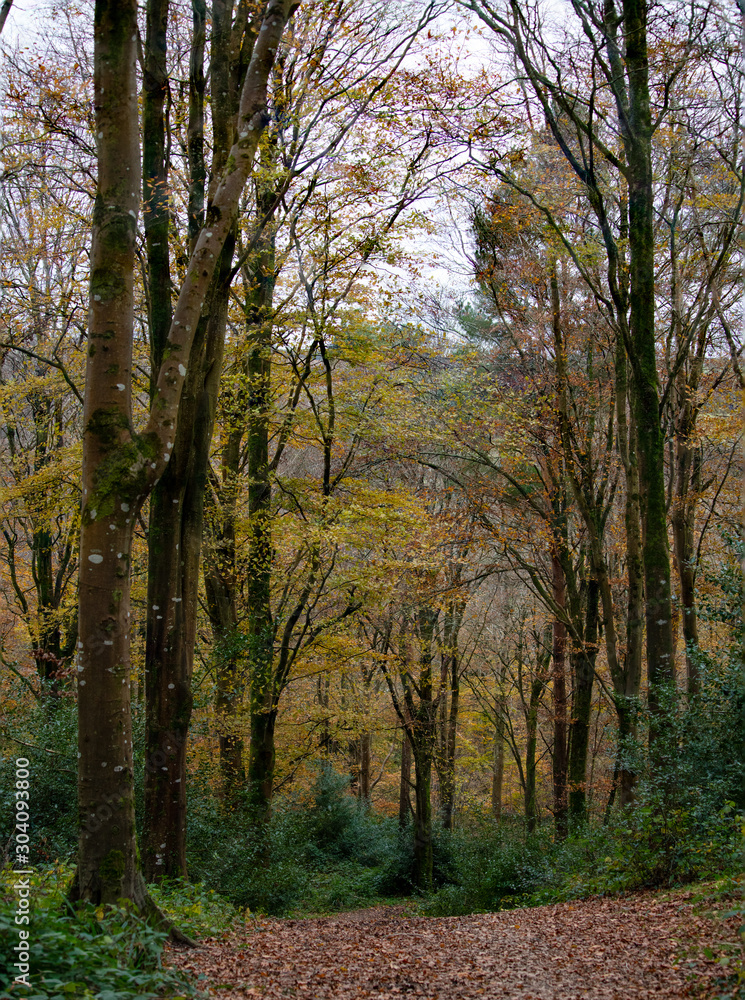 Fototapeta premium Autumnal woodland cornwall england uk 