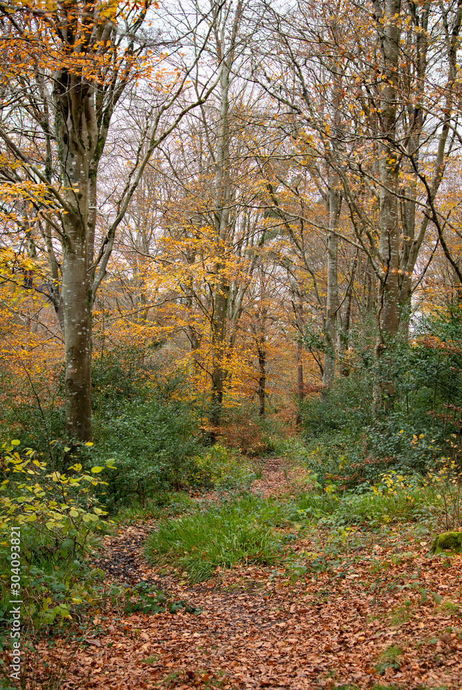autumnal woodland with fall colours of orange and yellow autumnal woodland with fall colours of orange and yellow