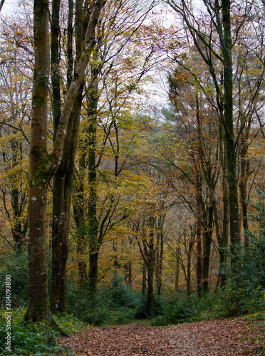 Autumnal woodland cornwall england uk 