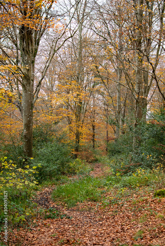 autumnal woodland with fall colours of orange and yellow  © pbnash1964