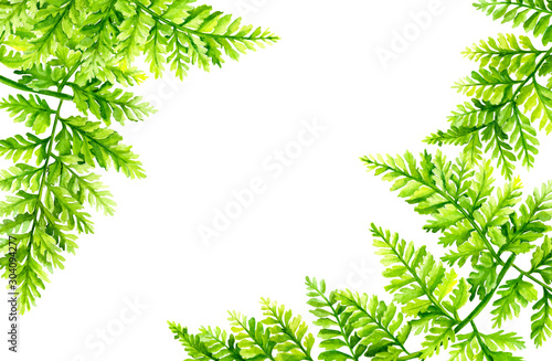 green leaves, fern, botanical painting, watercolor drawing, suitable for wedding invitations, postcards, posters